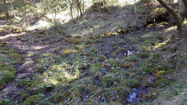 Springs at Viidume 