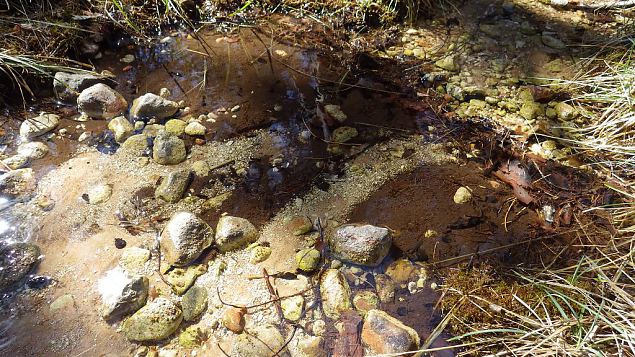 Tufa sediments on stones and plants, Viidume 