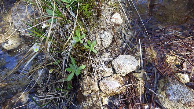 Alpine butterwort (Pinguicula alpina), Viidume springs 