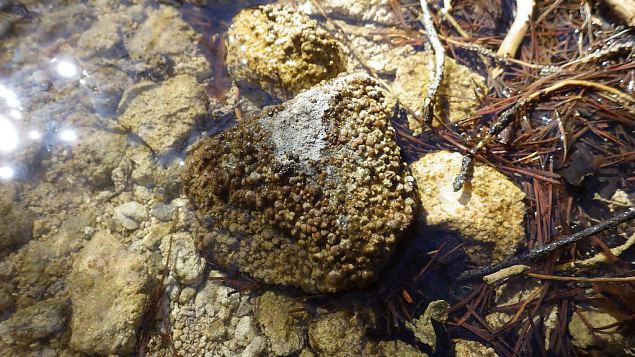 Tufa sediments, Viidume 