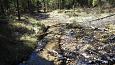 Alpine butterwort (Pinguicula alpina), Viidume springs | Gallery Viidume, springs and the brook 