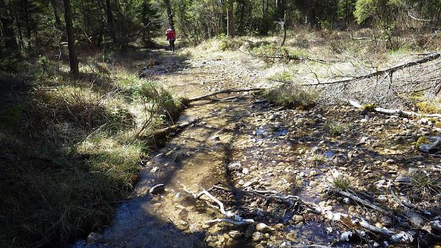 Viidume, springs and the brook 