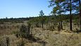 Beaver dam at th ditch, Kiigumisa | Gallery Springfen, Viidume 