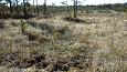 Beaver dam at th ditch, Kiigumisa | Gallery Spring and springfen, Viidume 