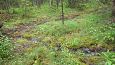 Beaver dam at th ditch, Kiigumisa | Gallery Springs, Viidume 