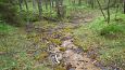 Beaver dam at th ditch, Kiigumisa | Gallery Springs and the brook, Viidume 