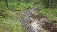 Beaver dam at th ditch, Kiigumisa | Gallery Springs, Viidume 