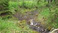 Beaver dam at th ditch, Kiigumisa | Gallery Springs, Viidume 