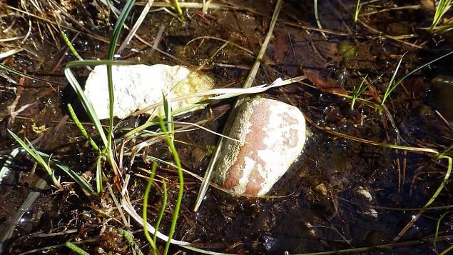 Tufa sediments on stone, Viidume 