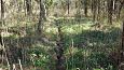 Beaver dam at th ditch, Kiigumisa | Gallery Old ditch, springfen, Viidume 