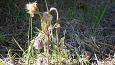 Alpine butterwort (Pinguicula alpina), Viidume springs | Gallery 