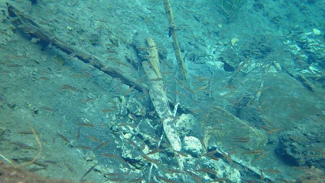 Common minnow (Phoxinus phoxinus) in spring, Kiigumisa, november 2014 