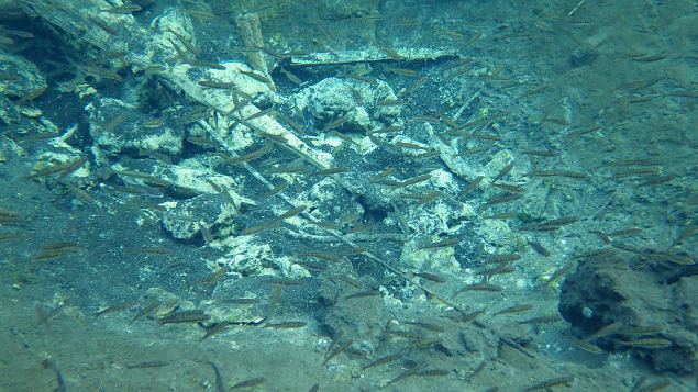 Common minnow (Phoxinus phoxinus) in spring, Kiigumisa, november 2014 