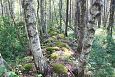 Alpine butterwort (Pinguicula alpina), Viidume springs | Gallery Old stone fence, Viidume, 2014 