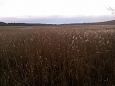 Beaver dam at th ditch, Kiigumisa | Gallery Lake Prstvike, november 2014 