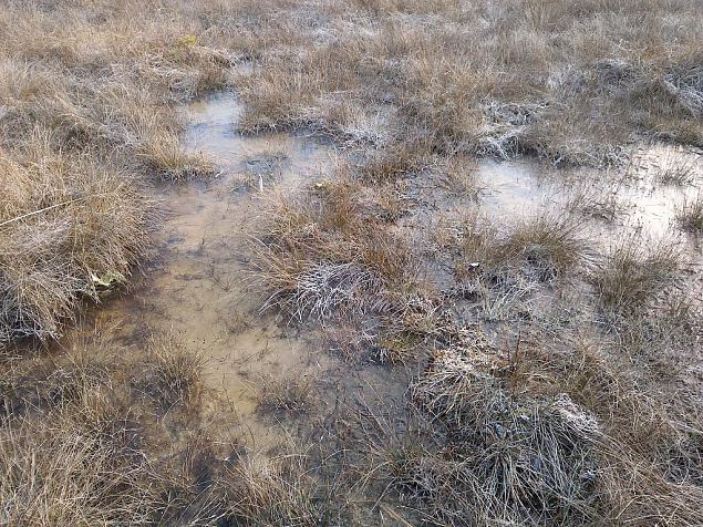 Tufa sediments, one of springs on Vormsi 