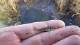 Bigest of the Kiigumisa springs | Gallery Ninespine stickleback (Pungitius pungitius), from sprin