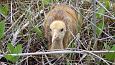 Beaver dam at th ditch, Kiigumisa | Gallery Joung common crane, Prstvike, May, 2014 