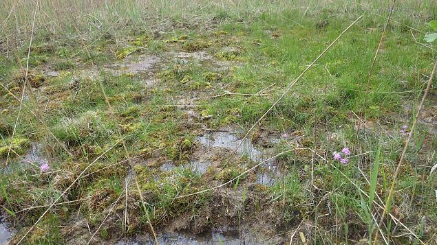 Tufa forming spring, Vormsi, May 2014 