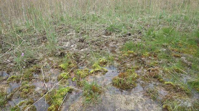 Tufa forming spring, Vormsi, May 2014 