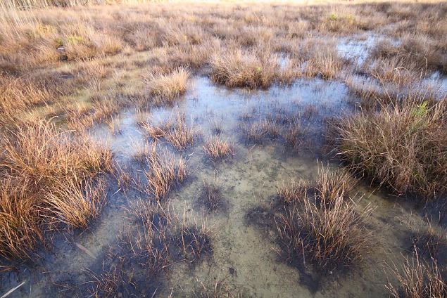 Tufa sediments around springs, Vormsi, december 2013 