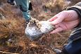 One of the Kiigumisa springs | Gallery Tufa sediments on the stone, Vormsi, Prstvike, december 2