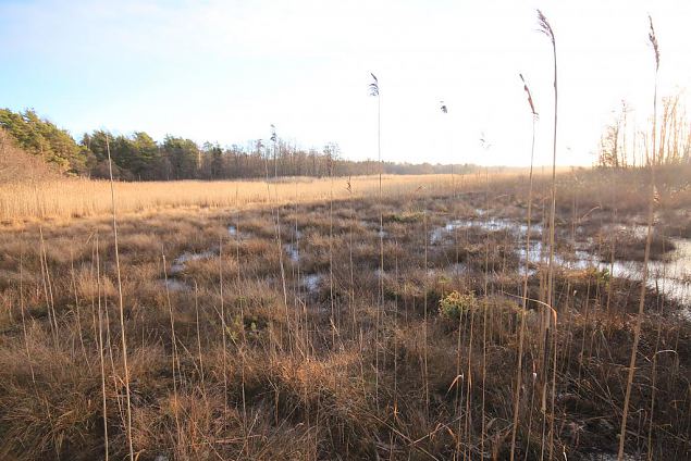 Area of tufa forming springs, north of lake Prstvike, december 2013 