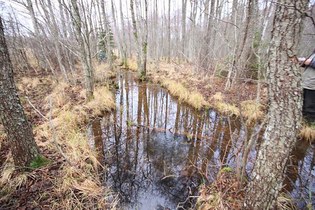 Spring in the forest, NE lake Prstvike, december 2013 