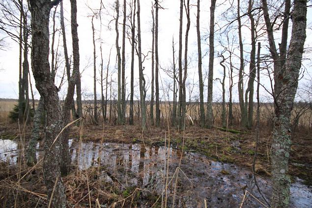 Spring brook, small island in lake Prstvike (E), december 2013 