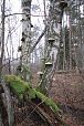 Area of tufa forming springs, north of lake Prstvike, decem.. | Gallery Forest, Vormsi 