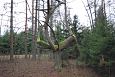 Expert Mari Reitalu,monitoring of the springfen, Viidume | Gallery Forest, Vormsi 