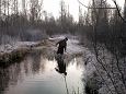 Common minnow (Phoxinus phoxinus) in spring, Kiigumisa, nov.. | Gallery Monitoring, Kiigumisa, n