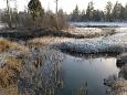 Spring brook, small island in lake Prästvike (E), december 2.. | Gallery Kiigumõisa springs, novem
