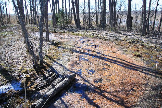 Spring on island, lake Prstviki, Vormsi, April 2014 