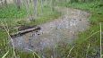 Tufa sediments on stone, Viidume | Gallery Spring on the island, lake Prstviki, May 2014 