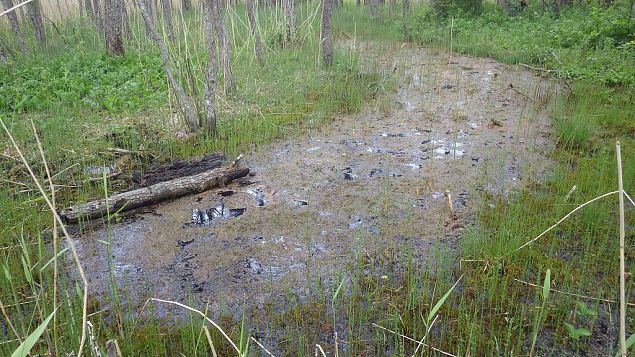 Spring on the island, lake Prstviki, May 2014 