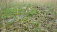 Tufa forming spring, Vormsi, May 2014 | Gallery Petrifying spring, NW lake Prstviki, May 2014 