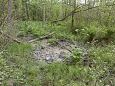 Ditch between the meliorated land (left) and edge of the spr.. | Gallery Spring in forest wild boa