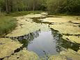 Common minnow (Phoxinus phoxinus) in spring, Kiigumisa, nov.. | Gallery Suurallikas, Vormsi, June