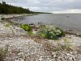 Tufa sediments on stone, Viidume | Gallery Vormsi, coas of Saxby, June 2015 