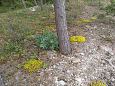 Tufa sediments in spring, Kiigumisa | Gallery Vormsi, coast of Saxby, June 2015 