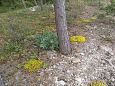 Tufa forming spring, Vormsi, May 2014 | Gallery Vormsi, coast of Saxby, June 2015 