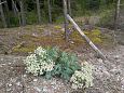 Tufa forming spring, Vormsi, May 2014 | Gallery Vormsi, coast of Saxby, June 2015 