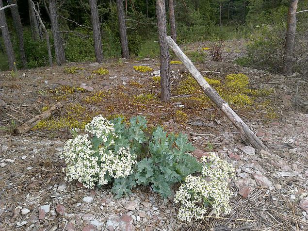 Vormsi, coast of Saxby, June 2015 