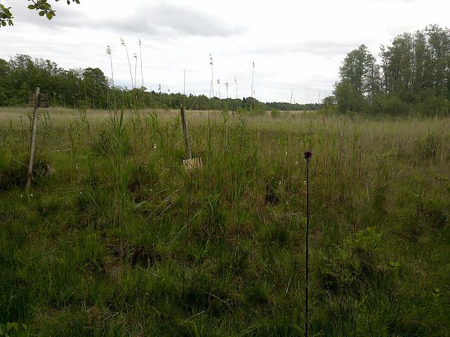 Petrifying spring Lubjaknkaallikas, Vormsi, June 2015 