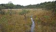 Beaver dam at th ditch, Kiigumisa | Gallery Springfen, Viidume, October 2016 