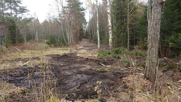 Closed ditch, Viidumäe, October 2016 