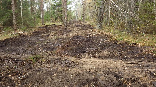 Closed ditch, Viidume, October 2016 