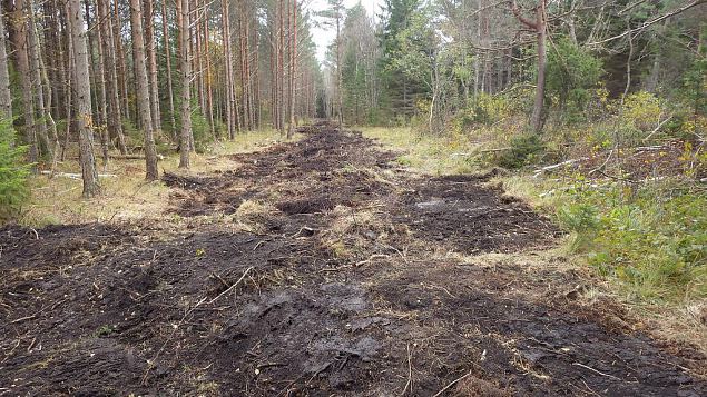 Closed ditch, Viidume, October 2016 