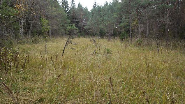 Petrifying springs and springfen, Viidume, October 2016 